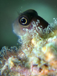 hello...
a blenny... by Lütfi Tanrıöver 